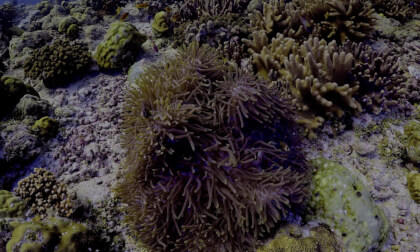 The Deep Ocean OLED Demo HDR 8K Ultra HD Dolby Vision™ 60fps [4k] VR180 #3