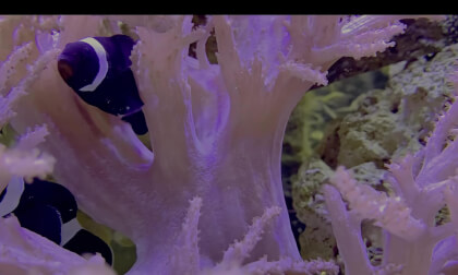 The Deep Ocean OLED Demo HDR 8K Ultra HD Dolby Vision™ 60fps [4k] VR180 #4