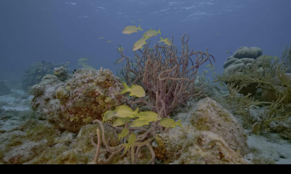 The Deep Ocean OLED Demo HDR 8K Ultra HD Dolby Vision™ 60fps #5