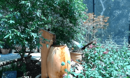 Butterflies Alive! at the Santa Barbara Museum of Natural History Flat 3D VR Video Butterflies Alive! at the Santa Barbara Museum of Natural History Flat 3D VR