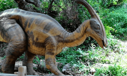 Prehistoric Forest - Santa Barbara Natural History Museum Flat 3D Prehistoric Forest - Santa Barbara Natural History Museum Flat 3D