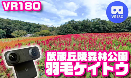 [VR180] Feathery Celosia in Musashi-Kyuryo National Government Park