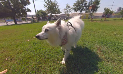 Play with a Pretty Dog VR Video Play with a Pretty Dog VR