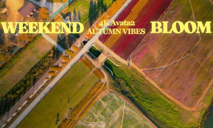 Weekend Bloom, DJI Avata2, Korea  #avata2 #fpvdrone #fpvcinematic #fpvfreestyle #아바타2