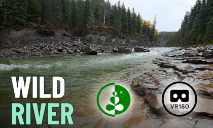 Wild River | Muskeg River Canyon in the Rain | VR180