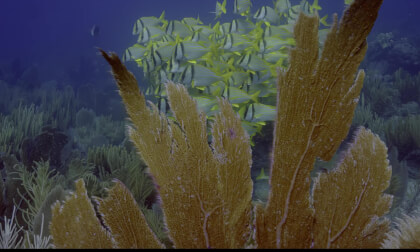 The Deep Ocean OLED Demo HDR 8K Ultra HD Dolby Vision™ 60fps #7