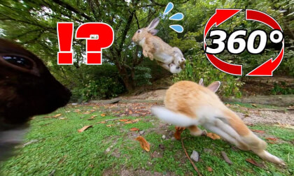 [360 Video] I thought the rabbits were getting along well with each other, but…
