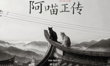 A cat`s life