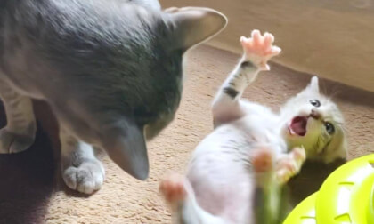 New kitten does what he wants to the older cat who is really very strong | 大きい先住猫にもやりたい放題してしまった新入り子猫の末路...