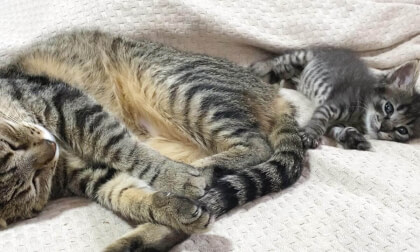New kitten cuddles up to older cat when I separated my eyes... | ちょっと目を離した隙に新入り子猫と寄り添う先住猫…