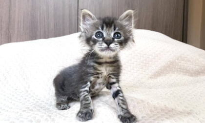 Rescued kitten has become really very cute... | 保護した子猫が破壊的に可愛くなってきました…