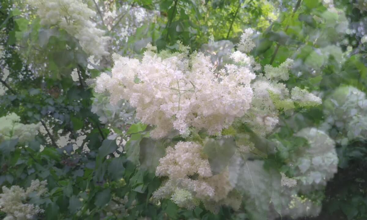 Immersive Texture 3D plant effect