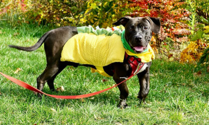 Halloween Dog Costume Photo Shoot with PAW October 2023 3D 180 VR Halloween Dog Costume Photo Shoot with PAW October 2023 3D 180 VR
