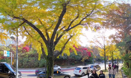 Herbst in Seoul