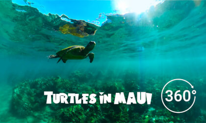 Swimming With Turtles - Maui 8k Swimming With Turtles - Maui 8k