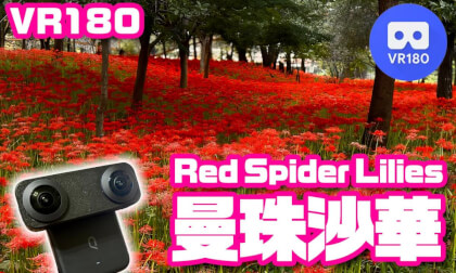 [VR180] Kinchakuda - Red Spider Lilies, JAPAN