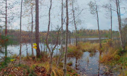 A journey into the autumn forest