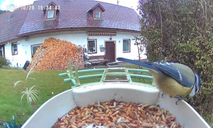 Vögel