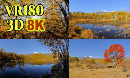 Spectacular view of autumn leaves at Norikura Highlands in Nagano,Japan