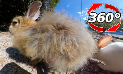 [360 Video] fur change period? The proud fluffy fur is messy.
