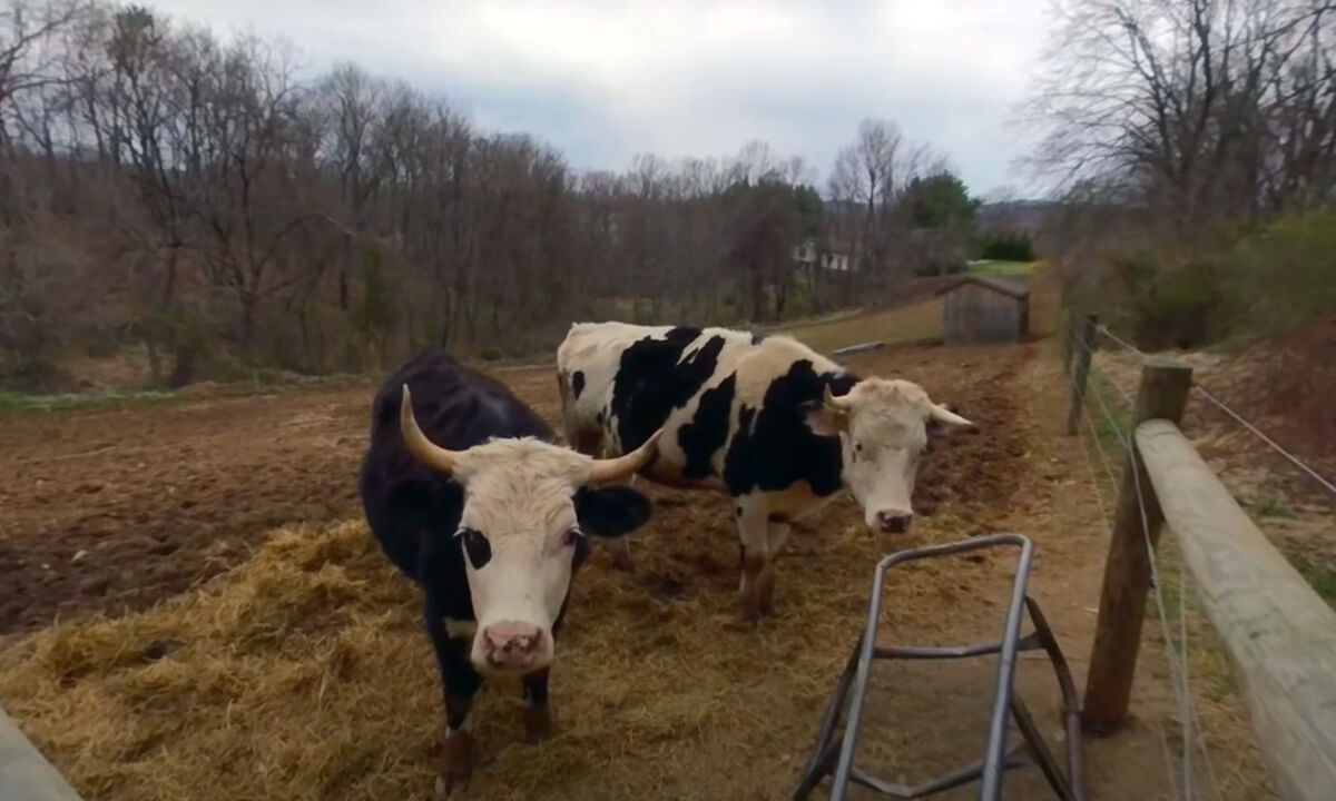 The Animals of Here With Us Farm Sanctuary 2022 3D 180 VR