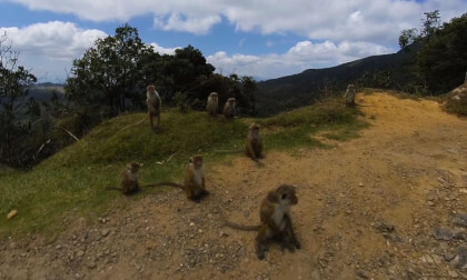 180 VR - Sri Lanka 2019 - 15 - Horton Plains - National Park VR Video 180 VR - Sri Lanka 2019 - 15 - Horton Plains - National Park VR