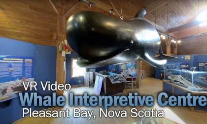 Whale Interpretive Centre VR Video VR Video Whale Interpretive Centre VR Video VR