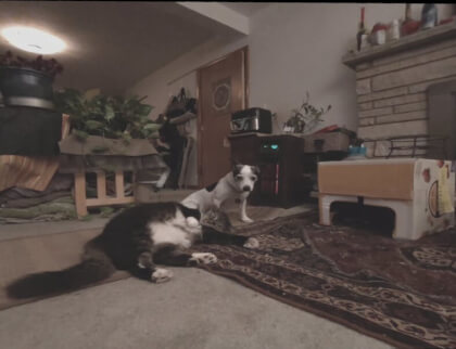 Cat enjoys catnip while dog sniffs Cat enjoys catnip while dog sniffs