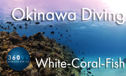 Okinawa Diving [White-Coral-Fish]
