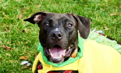 Meet Stubbz, An Adoptable PAW Dog! VR Video Meet Stubbz, An Adoptable PAW Dog! VR