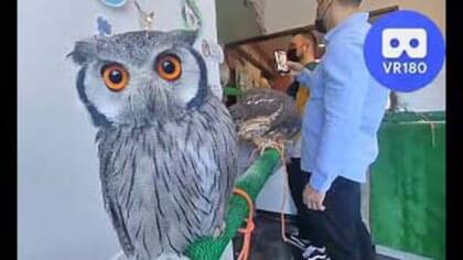 Parliament Of Owls @ Owl Village Cafe Harajuku ふくろうの里 原宿店 Parliament Of Owls @ Owl Village Cafe Harajuku ふくろうの里 原宿店