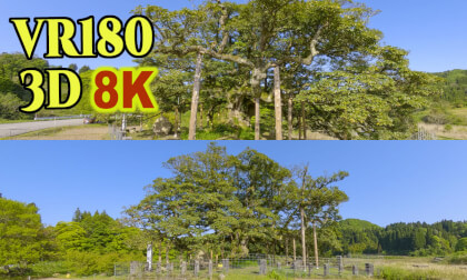 Japanese persea Tabunoki giant tree at Nagasaka in Himi city,Toyama,Japan VR Video Japanese persea Tabunoki giant tree at Nagasaka in Himi city,Toyama,Japan VR