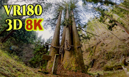 Five cedars,japanese national natural monument at Senkoji Temple in Takayama city,Gifu,Japan