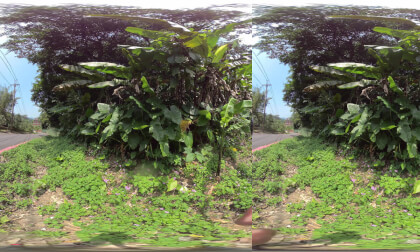 Some greenery