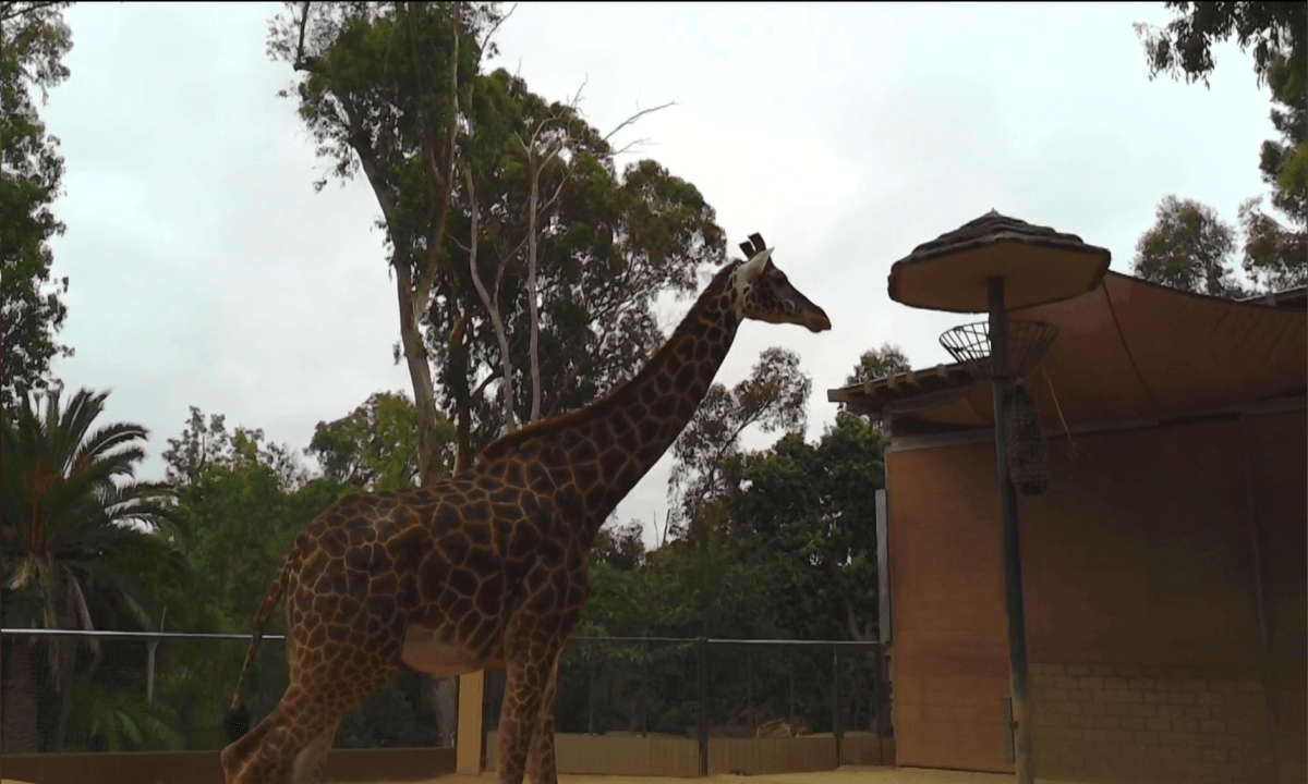 San Diego Zoo 2023, part 2 Flat 3D