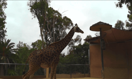 San Diego Zoo 2023, part 2 Flat 3D San Diego Zoo 2023, part 2 Flat 3D
