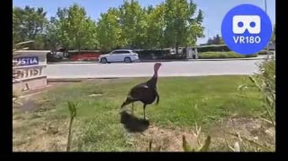 Happy ThanksGiving. VR Video Happy ThanksGiving. VR