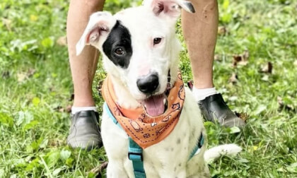 Meet Mike, An Adoptable PAW Dog! Meet Mike, An Adoptable PAW Dog!