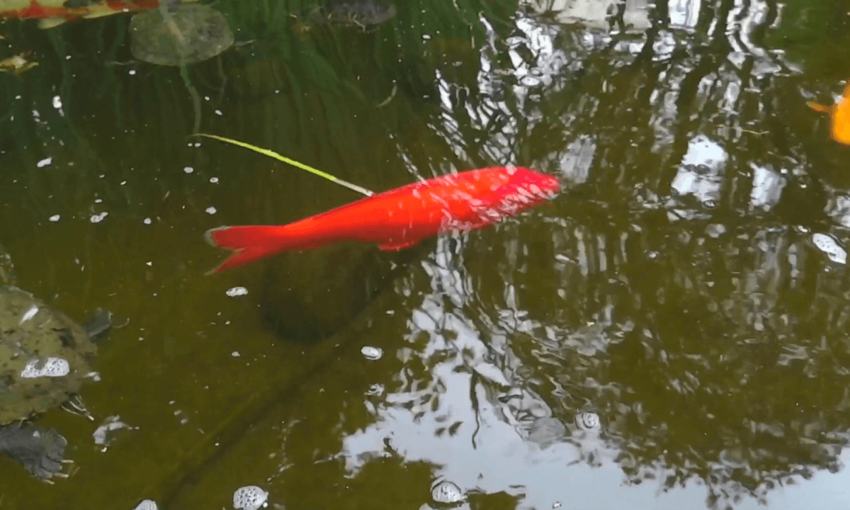 SDSU Turtle Pond Flat 3D