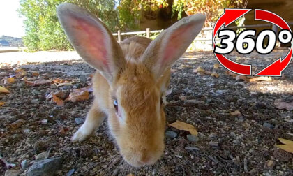 [360 Video] Scared of the camera? I knew it was safe and came one after another!