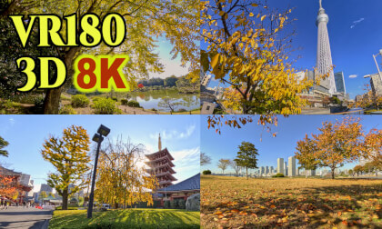 Autumn leaves scenery in Tokyo (2) ,Japan