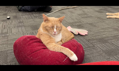 Neko_Ngeru1.2_all_iph15_sbs Neko_Ngeru1.2_all_iph15_sbs