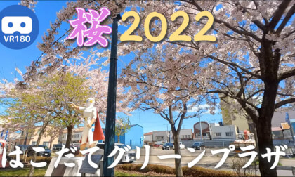 [VR180]Cherry blossoms at Hakodate Green Plaza 2022