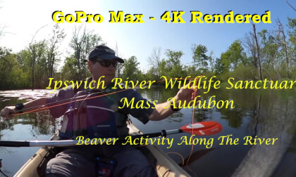 Beaver Activity  - Ipswich River Wildlife Sanctuary - 4K GoPro Max Render VR Video Beaver Activity  - Ipswich River Wildlife Sanctuary - 4K GoPro Max Render VR