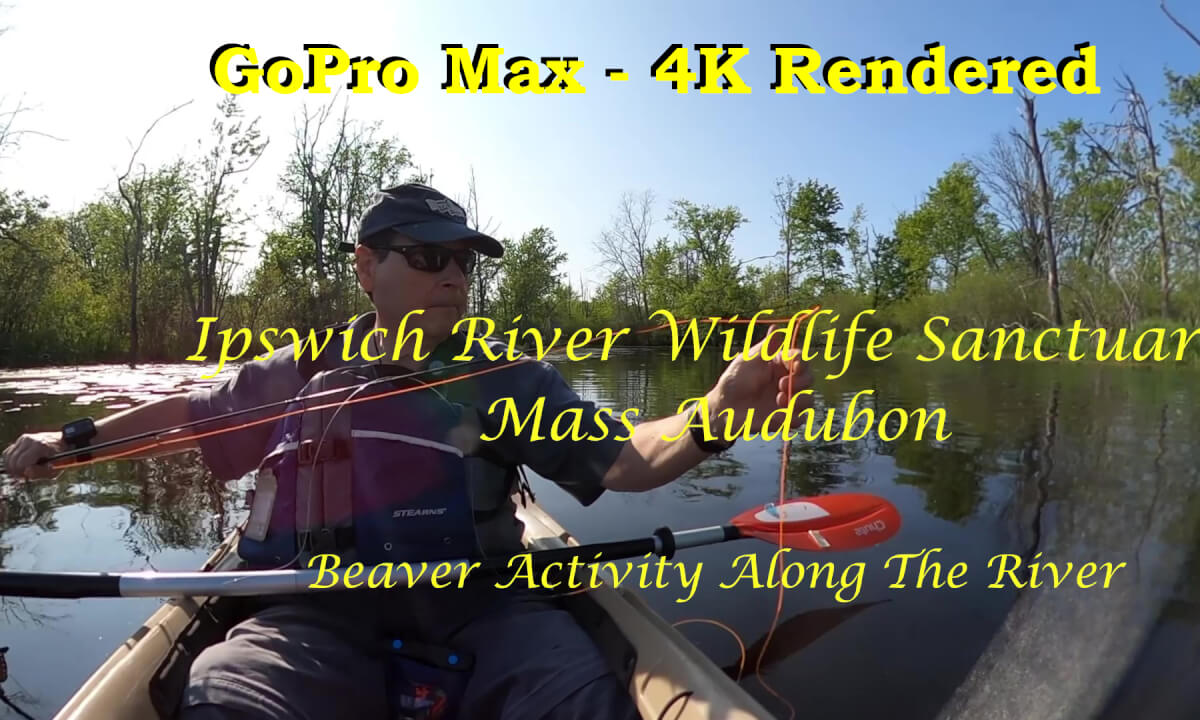 Beaver Activity - Ipswich River Wildlife Sanctuary - 4K GoPro Max Render