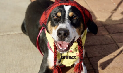 Christmas Photo Shoot of Adoptable Dogs of PAW December 2023 3D 180 VR Christmas Photo Shoot of Adoptable Dogs of PAW December 2023 3D 180 VR