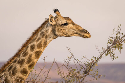 nice view of a giraffe