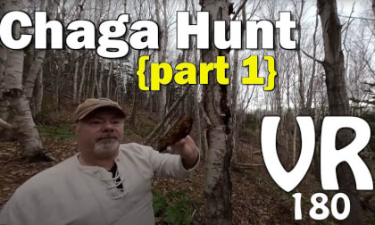 How to Find and Harvest Chaga Mushroom VR Video How to Find and Harvest Chaga Mushroom VR