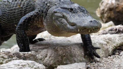 aligator