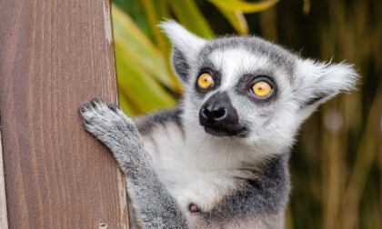 Lemurs Lemurs